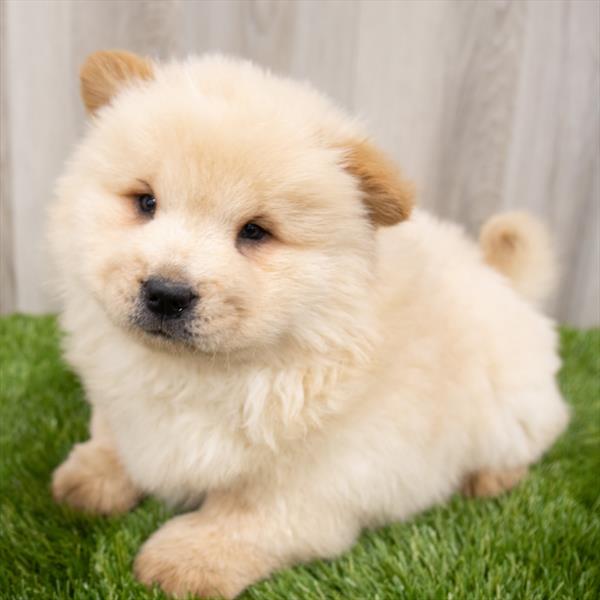 Chow Chow DOG Male Cream 7871 Petland Robinson, PA