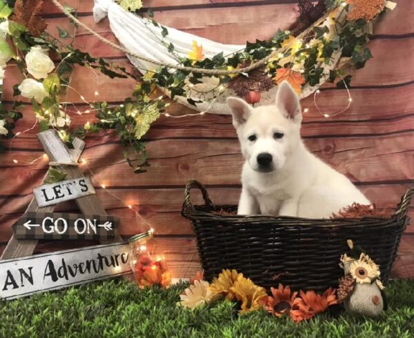 Malkita-DOG-Male-Fawn-7841-Petland Robinson, PA