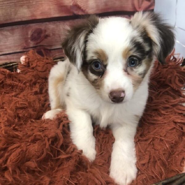 Miniature Australian Shepherd-DOG-Female-Red Merle-7891-Petland Robinson, Pittsburgh, PA