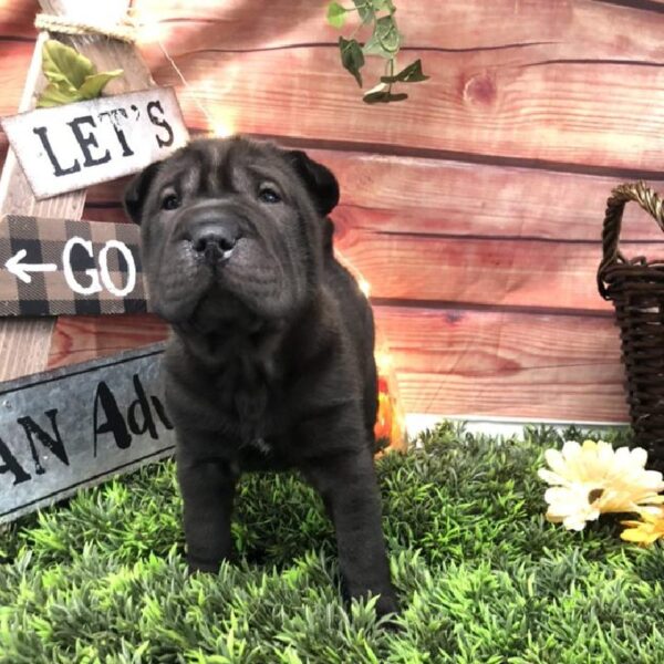 Ori Pei-DOG-Female-Black-7890-Petland Robinson, PA