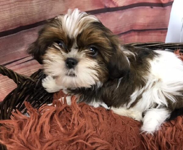 Shorkie DOG Female Chocolate / Tan 7889 Petland Robinson, PA