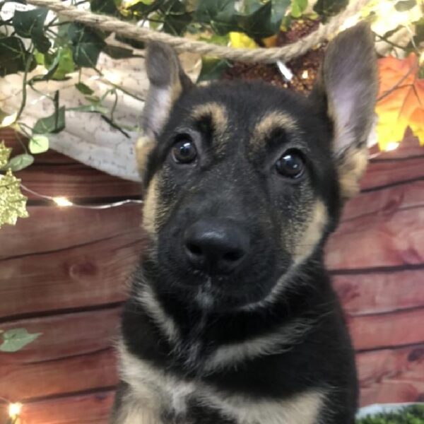 German Shepherd-DOG-Female-Black / Tan-7887-Petland Robinson, Pittsburgh, PA