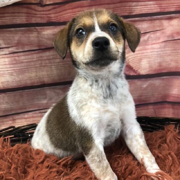 Australian Cattle Dog DOG Male Red 7886 Petland Robinson, PA