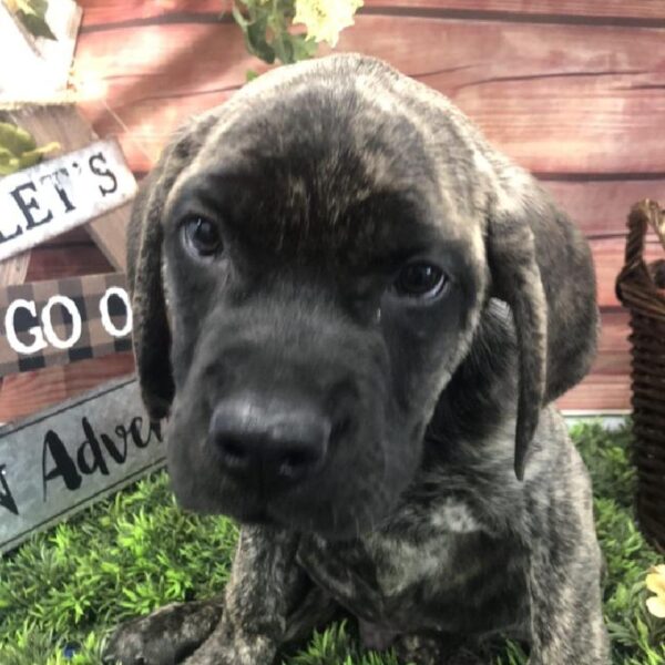 English Mastiff-DOG-Male-Brindle-7883-Petland Robinson, Pittsburgh, PA