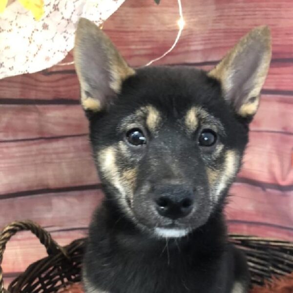 Shiba Inu DOG Female Black and Tan 7877 Petland Robinson, PA