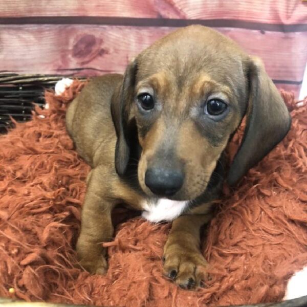 Dachshund-DOG-Male-Red-7876-Petland Robinson, Pittsburgh, PA