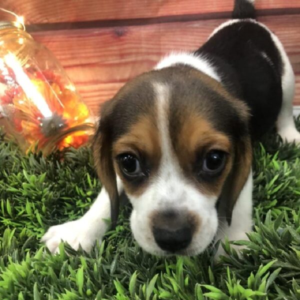 Beagle-DOG-Male-Black White and Tan-7875-Petland Robinson, Pittsburgh, PA