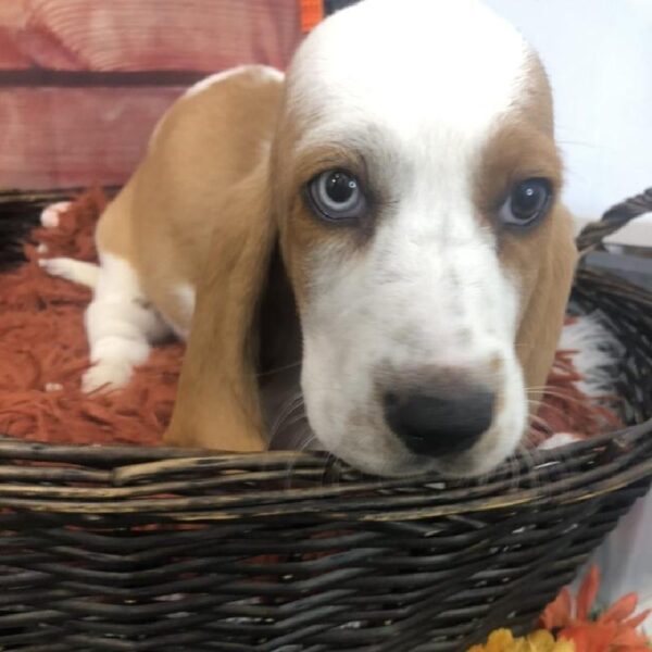 Basset Hound DOG Male Lemon and White 7874 Petland Robinson, PA