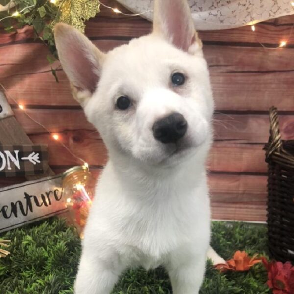 Shiba Inu DOG Male Cream 7873 Petland Robinson, PA