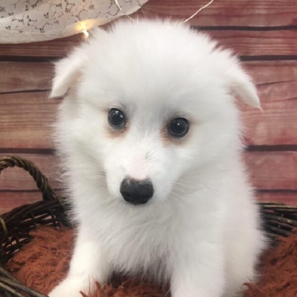 American Eskimo-DOG-Male-White-7872-Petland Robinson, PA