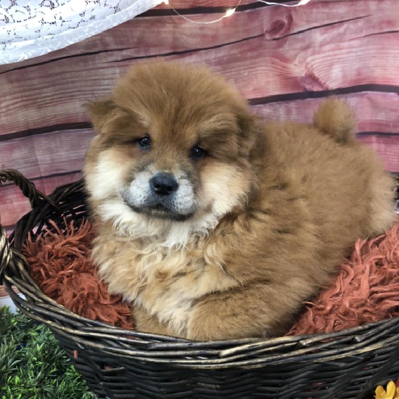 CHOWページ　rph c Chow Chow Puppy Red ID:7910 Located at Petland Robinson