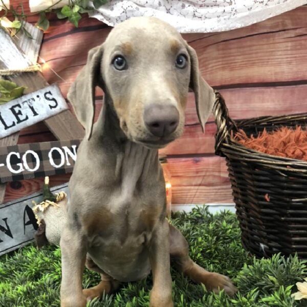 Doberman Pinscher DOG Female Red / Rust 7906 Petland Robinson, PA