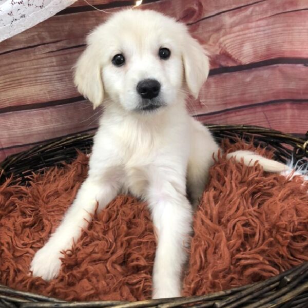 Golden Retriever-DOG-Male-Golden-7908-Petland Robinson, Pittsburgh, PA
