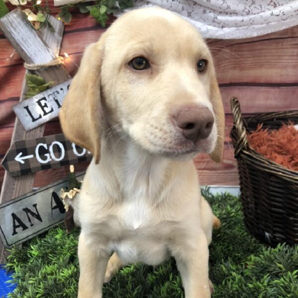 Labrador Retriever DOG Male Yellow 7907 Petland Robinson, PA