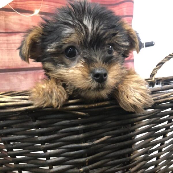 Yorkie-DOG-Female-Black / Tan-7905-Petland Robinson, Pittsburgh, PA