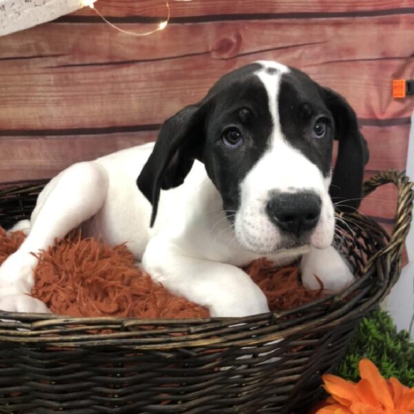 Great Dane-DOG-Male-Black-7904-Petland Robinson, Pittsburgh, PA