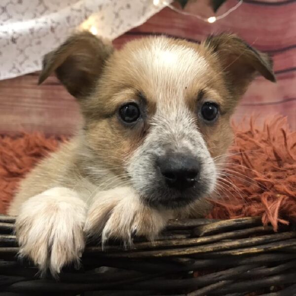 Texas Heeler-DOG-Female-Red / White-7926-Petland Robinson, Pittsburgh, PA