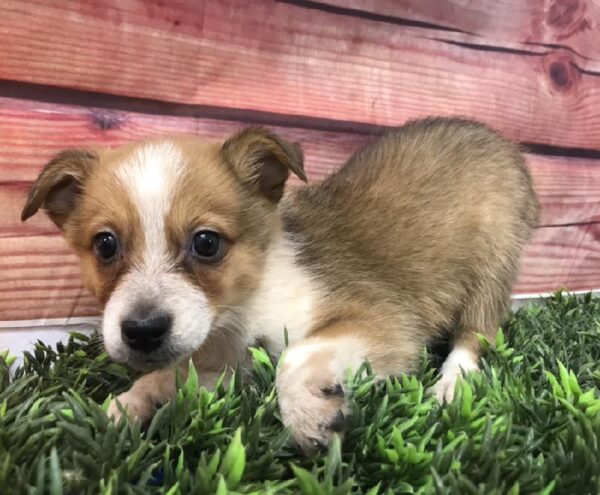 Texas Heeler DOG Male Red / White 7925 Petland Robinson, PA