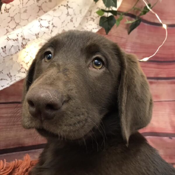 Labrador Retriever DOG Female Chocolate 7912 Petland Robinson, PA