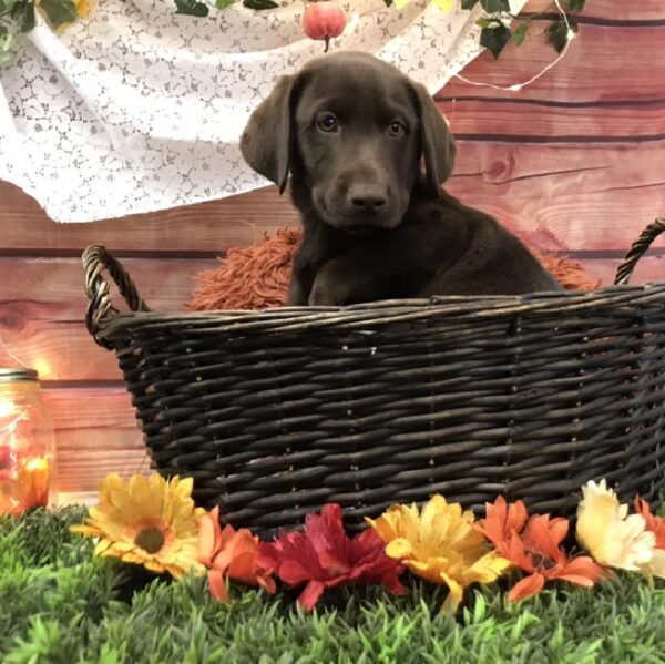 Labrador Retriever-DOG-Male-Chocolate-7911-Petland Robinson, Pittsburgh, PA