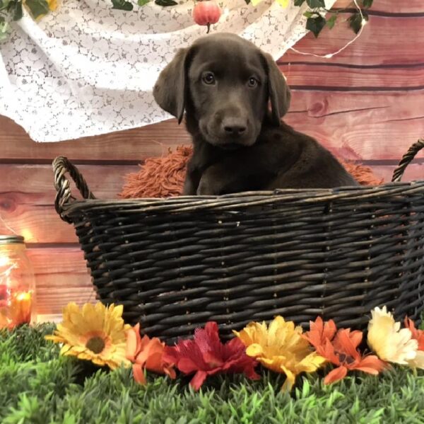 Labrador Retriever DOG Male Chocolate 7911 Petland Robinson, PA