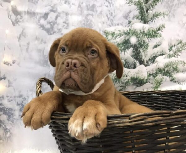 Dogue De Bordeaux DOG Male Red 7885 Petland Robinson, PA