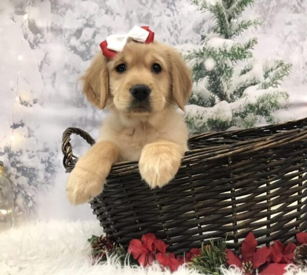 Golden Retriever-DOG-Female-Golden-7929-Petland Robinson, Pittsburgh, PA