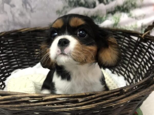 Cavalier King Charles Spaniel-DOG-Female-Black Tan / White-7927-Petland Robinson, Pittsburgh, PA