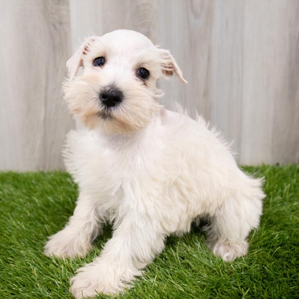 Mini Schnauzer DOG Female Cream 7938 Petland Robinson, PA