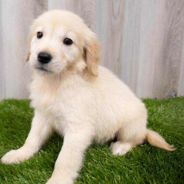 Golden Retriever-DOG-Female-Golden-7939-Petland Robinson, Pittsburgh, PA