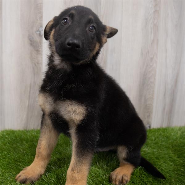 German Shepherd-DOG-Male-Black / Tan-7940-Petland Robinson, Pittsburgh, PA