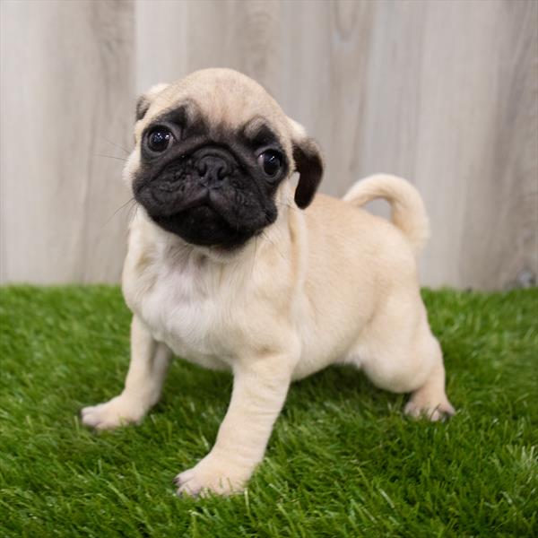 Pug DOG Male Fawn 7941 Petland Robinson, PA