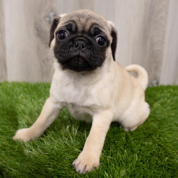 Pug-DOG-Female-Fawn-7942-Petland Robinson, Pittsburgh, PA
