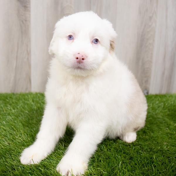 Mini Aussiedoodle-DOG-Male-White-7943-Petland Robinson, Pittsburgh, PA