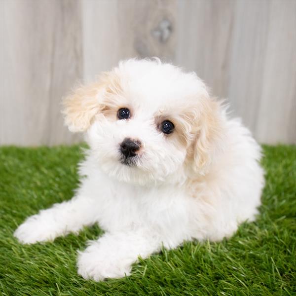 Bichon- Poo DOG Female White 7944 Petland Robinson, PA