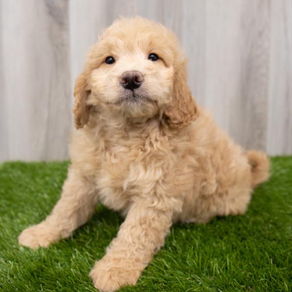 Miniature Goldendoodle DOG Male Apricot 7945 Petland Robinson, PA