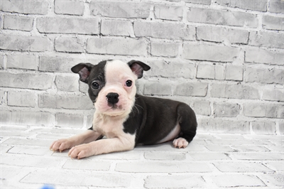 Boston Terrier-DOG-Female-Black and White-7955-Petland Robinson, Pittsburgh, PA