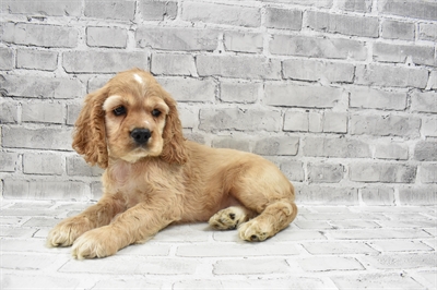 Cocker Spaniel DOG Male Buff 7956 Petland Robinson, PA