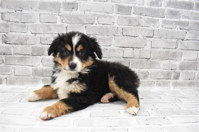 Miniature American Shepherd DOG Male Black 7957 Petland Robinson, PA