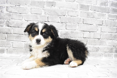 Miniature American Shepherd DOG Male Black 7958 Petland Robinson, PA