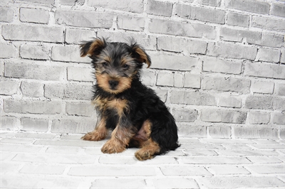 Silky Terrier-DOG-Male-Silver Black and Tan-7959-Petland Robinson, PA