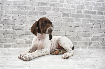 German Shorthaired Pointer-DOG-Male-Liver and White-7960-Petland Robinson, PA