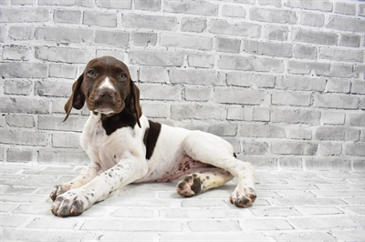 German Shorthaired Pointer DOG Female Liver and White 7961 Petland Robinson, PA