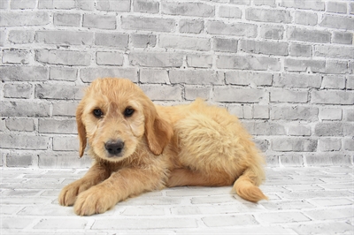 Goldendoodle DOG Female Golden 7962 Petland Robinson, PA