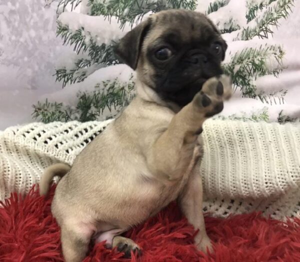 Pug DOG Male Fawn 7976 Petland Robinson, PA