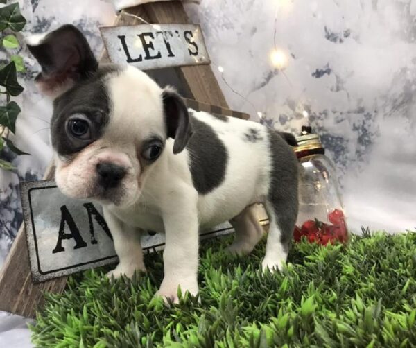 Frenchton-DOG-Male-Blue-7975-Petland Robinson, Pittsburgh, PA