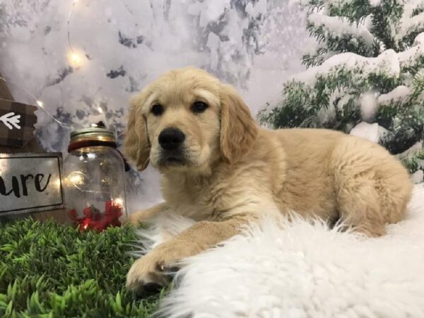 Golden Retriever DOG Male Golden 7974 Petland Robinson, PA