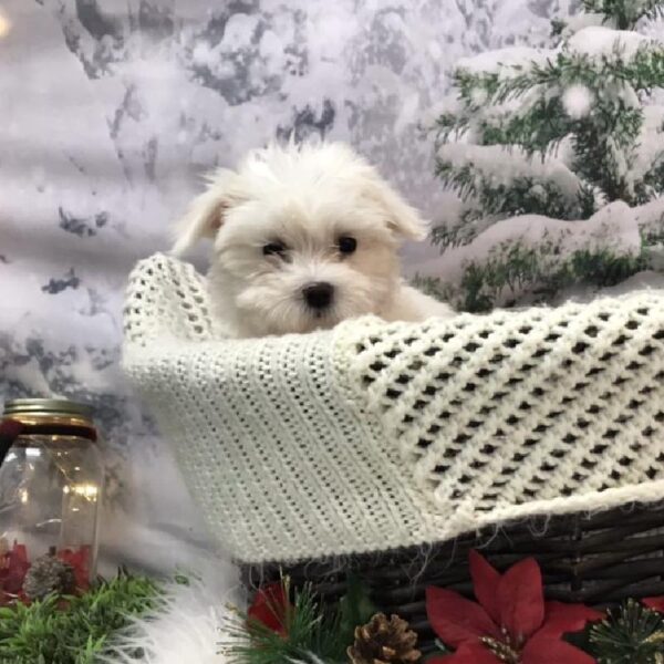 Maltese DOG Male White 7973 Petland Robinson, PA