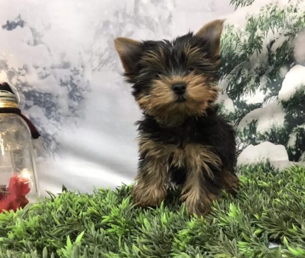 Yorkie DOG Male Black / Tan 7972 Petland Robinson, PA