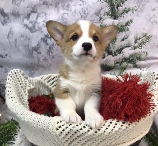 Pembroke Welsh Corgi-DOG-Male-Sable / White-7971-Petland Robinson, Pittsburgh, PA